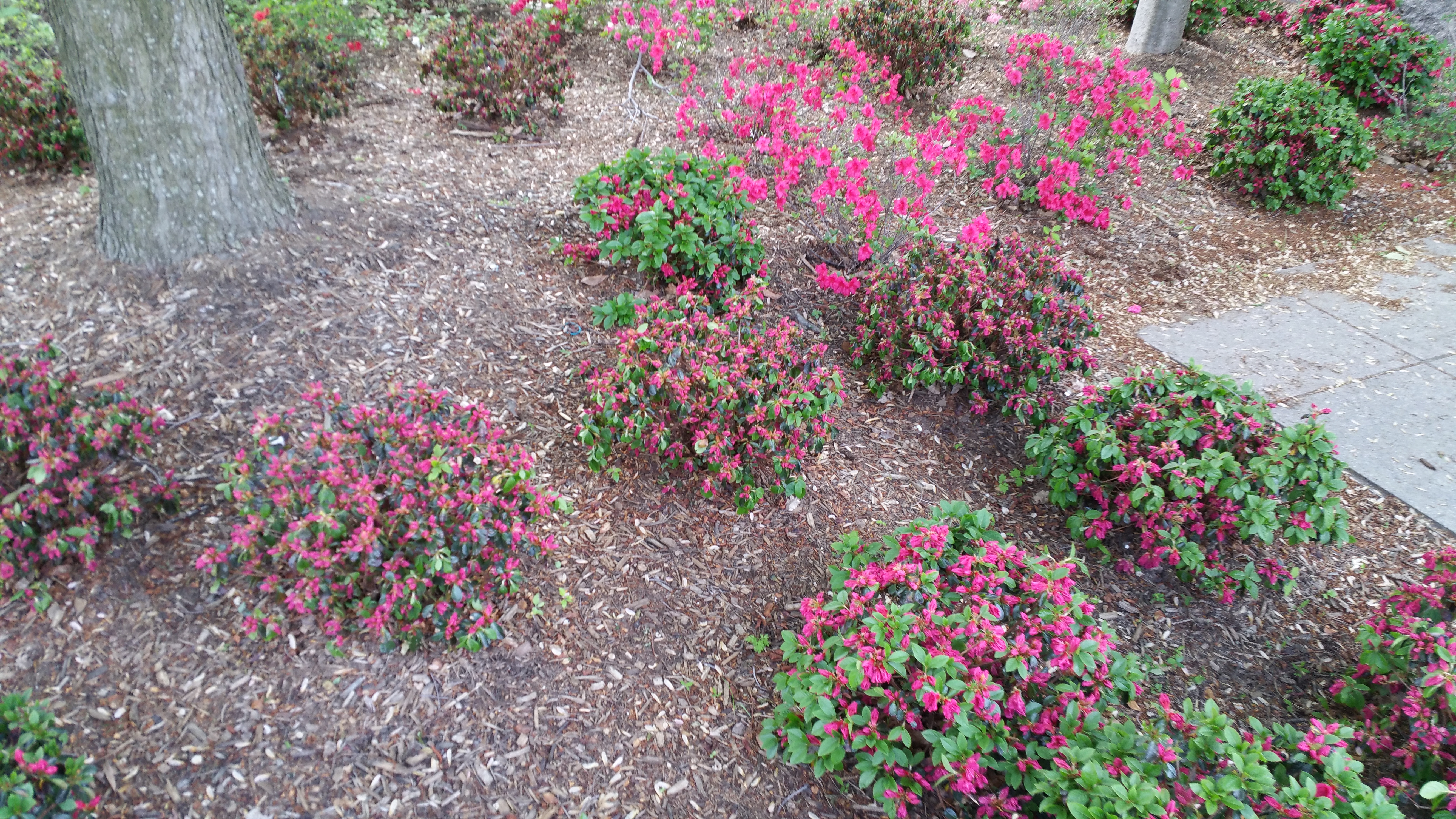 FRANKLIN DELANO ROOSEVELT MEMORIAL LANDSCAPING image 2